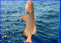 fishing on the  magic of the Great Barrier Reef